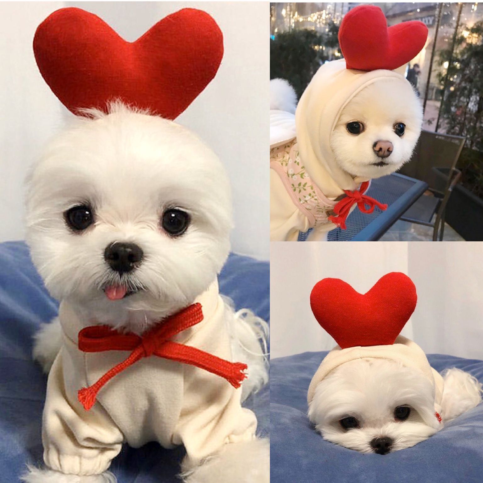 Cute Fruit Dog Clothes For Small Dogs Hoodies Winter Warm Fleece Pet Clothing Puppy Cat Costume Coat For French Chihuahua Outfit - Image 9